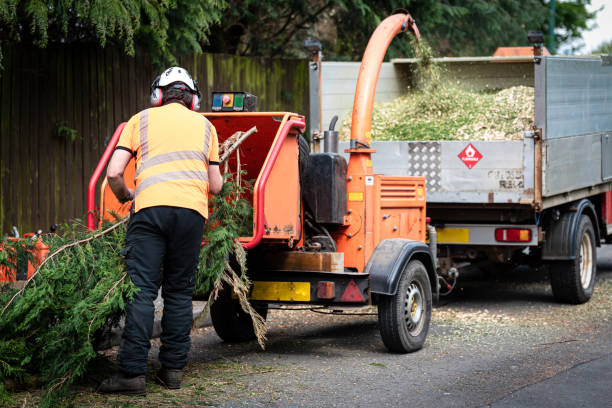 Best Large Tree Removal  in Patterson, CA